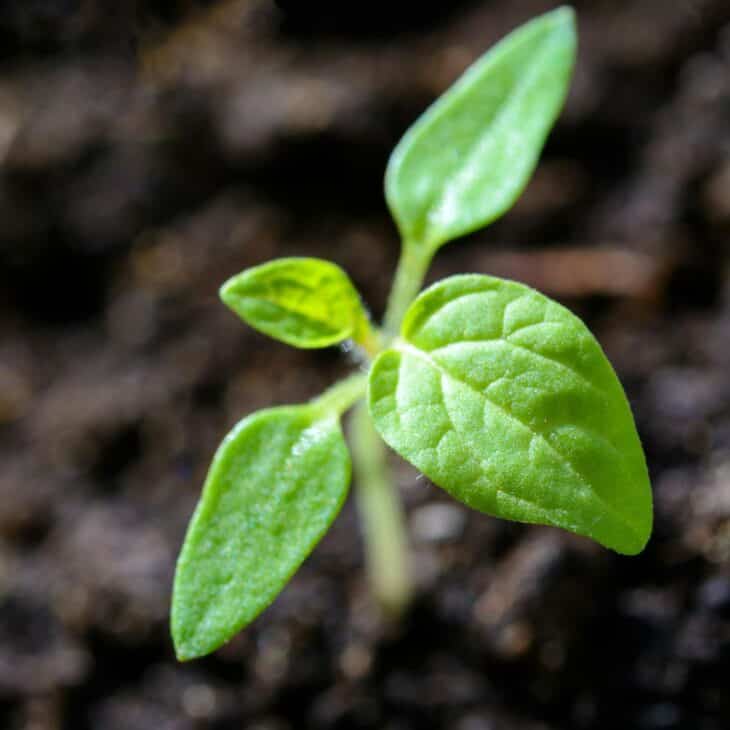 This is a picture of a plant growing out of the dirt.
