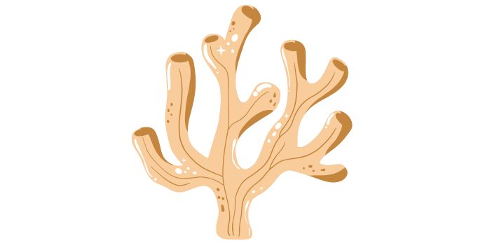 A graphic of orange coral.