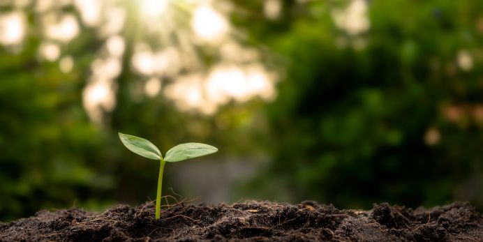 photo of a sprout coming out of the ground