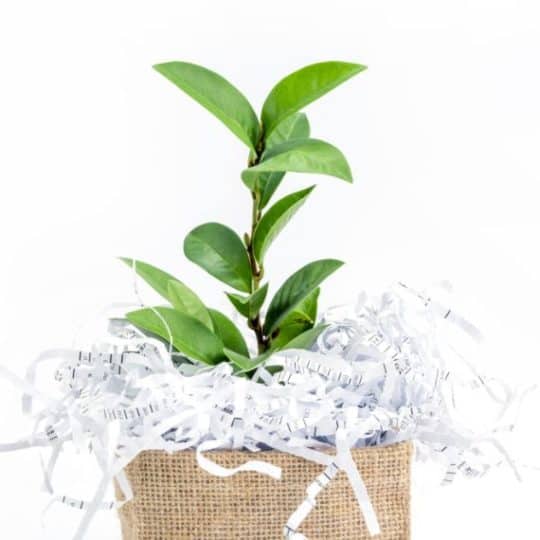 plant growing out of trash can of paper