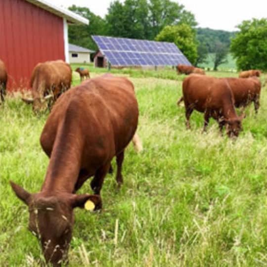 cows in field with solar panel in background