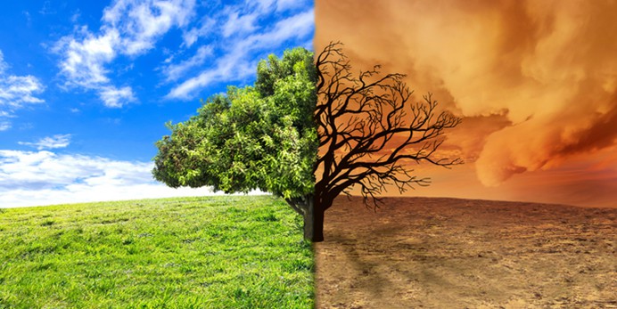 tree in good climate vs in bad climate